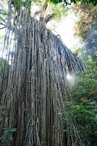 Curtain Fig tree in Australia - a Strangler Fig tree. The Strangler Fig tree's roots are hanging off of its host tree.